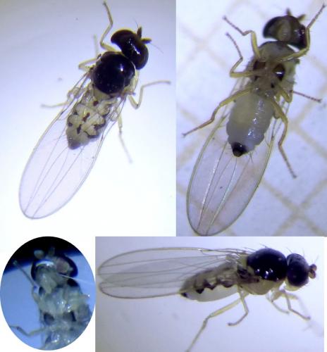 Asteia amoena
